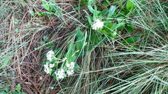 Lithospermum distichum
