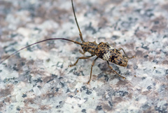 Pharsalia pulchra