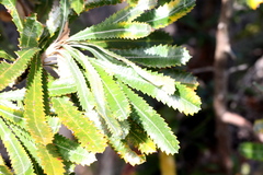 Banksia aemula