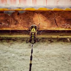 Orthetrum sabina