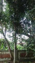 Agathis dammara