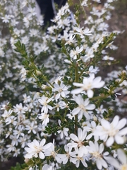 Olearia microphylla