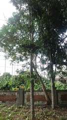 Agathis dammara