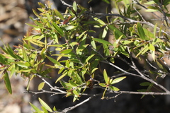 Leptospermum whitei