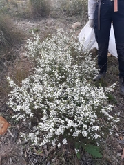 Olearia microphylla