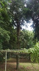 Agathis dammara