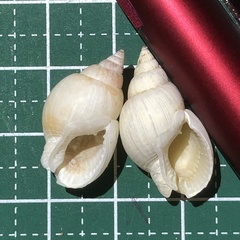 Nassarius comptus