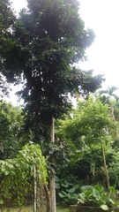 Agathis dammara