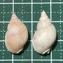 Nassarius comptus