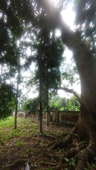 Agathis dammara
