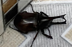 Xylotrupes gideon gideon