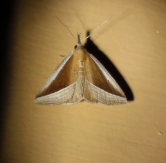 Hypena conscitalis