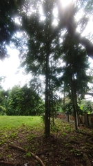 Agathis dammara