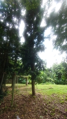 Agathis dammara