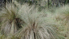 Muhlenbergia macroura