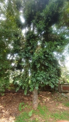 Agathis dammara