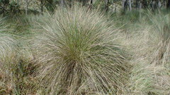 Muhlenbergia macroura