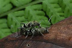 Chlorophorus signaticollis