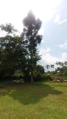 Agathis dammara