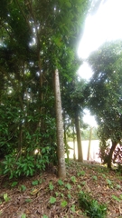 Agathis dammara