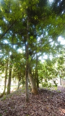 Agathis dammara