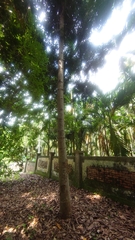 Agathis dammara