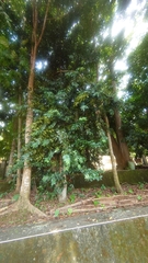 Agathis dammara
