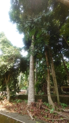 Agathis dammara