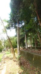 Agathis dammara