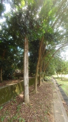 Agathis dammara