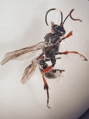 Hymenoptera