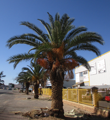 Arecaceae