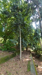 Agathis dammara