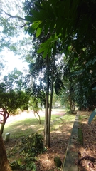 Agathis dammara