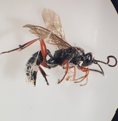 Hymenoptera