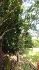 Agathis dammara