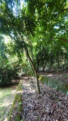 Agathis dammara
