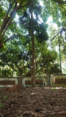 Agathis dammara