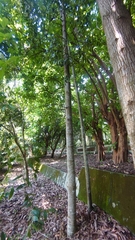 Agathis dammara