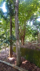 Agathis dammara