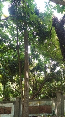 Agathis dammara