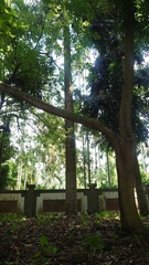 Agathis dammara