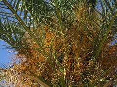 Arecaceae