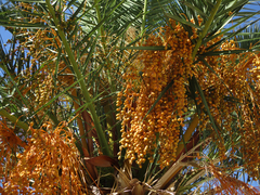 Arecaceae