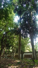 Agathis dammara