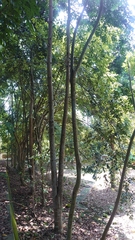Agathis dammara