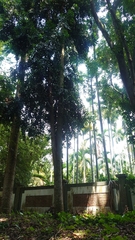 Agathis dammara