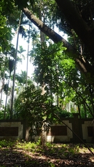 Agathis dammara