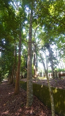 Agathis dammara
