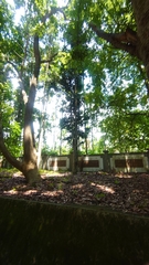 Agathis dammara
